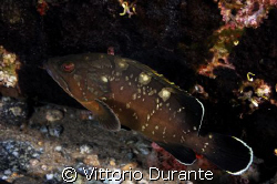 A young grouper

http://vittoriodurante.altervista.org by Vittorio Durante 